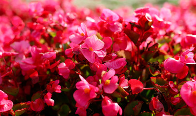 Red flowers on the lawn in the park