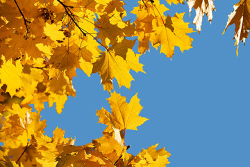 Bright yellow maple leaves, fall season outdoor background