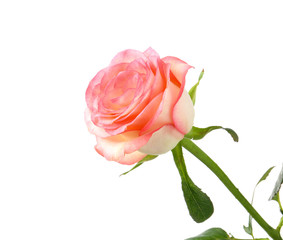 Beautiful rose flower on white background