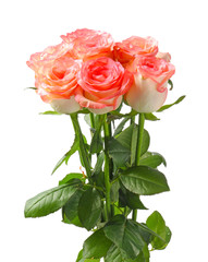 Beautiful rose flowers on white background