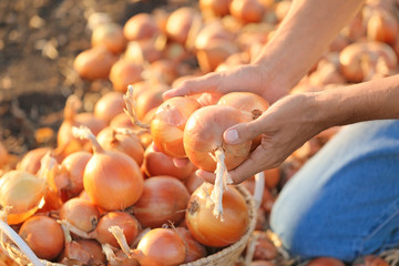 Male farmer with gathered onions in field, closeup