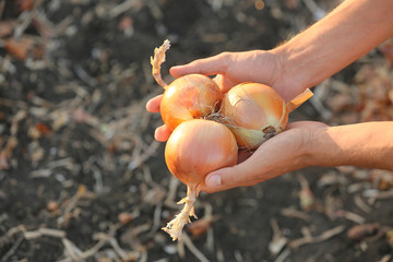 Male farmer with gathered onions in field, closeup