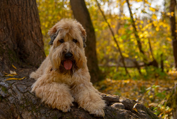 The Irish wheaten soft-coated Terrier lies on a tree trunk in an autumn Park.