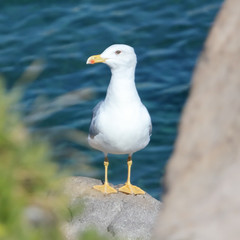 Portrait of a seagull on the rocks near the sea