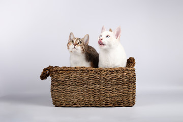 Fototapeta na wymiar Two cute young kittens together in a wicker basket on white background