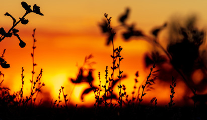 Plants in the field at sunset