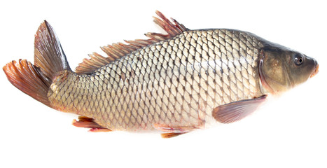 Fish carp isolated on white background