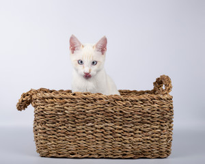 Fototapeta na wymiar Lovely cat puppy bank with penetrating look in a wicker basket on white background