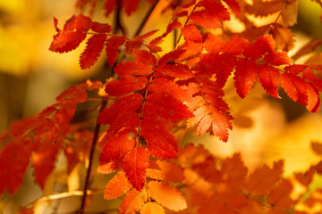 Red leaves on a birch tree in the fall