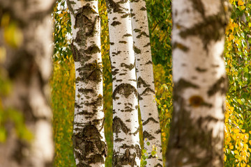 Birch in yellow colors in the fall