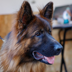 Portrait of a large fluffy white Samoyed dog