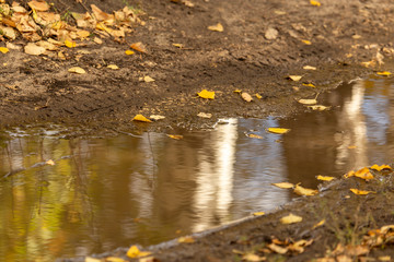 Puddle on a dirt road with autumn reflection