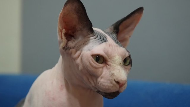 Head of cat sphinx sitting. Look at something
