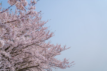 桜の花