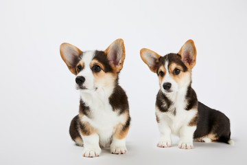 Fluffy cute welsh corgi puppies looking away on white background