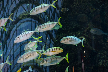 Colorful fish in a large aquarium