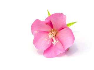 Fototapeta na wymiar Close up Pink Dombeya flower