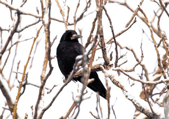 Black raven on tree branches isolated on a white background