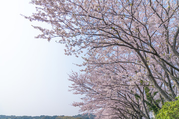 桜の花