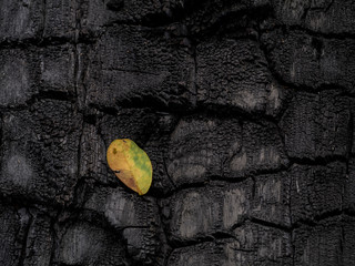 The Surface of charcoal background.