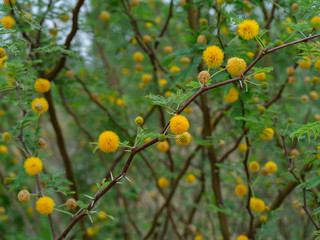 Close up Yellow flower of Acacia Farnesiana tree.