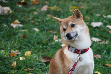 Naklejka na ściany i meble A dog similar to a Fox is a Shiba inu. Walk in the autumn forest.