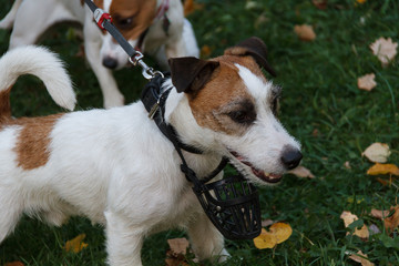 Jack Russell Terrier puppy walks in the autumn Park