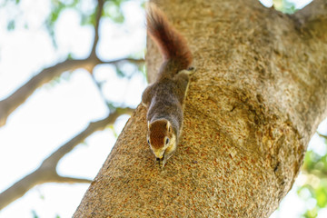 The squirrel eat nut on the tree in the park.