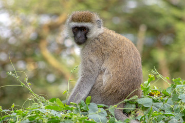 Teh Vervet Monkey at Amboselli