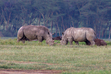 Fototapeta premium The Fighting Black Rhinocerous at Lake Nakuru