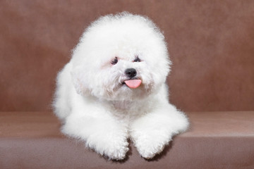 White dog on a brown background shows tongue