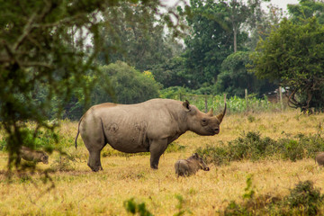 The White rhino at Amboselli