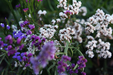 Fototapeta premium Blooming flowers in botanical garden, Funchal, Madeira