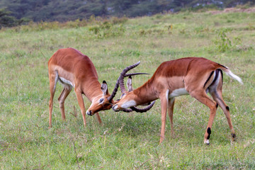 Impalas engaged in a duel