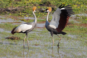 Grey Crowned Crane with bright red pouch