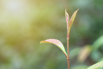 young plant growing in nature with sunlight