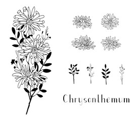 Set of hand drawn chrysanthemum flowers and herbs. Vector elements isolated on a white background. Lettering. Black and white. Decorations for invitations, greeting and wedding cards - obrazy, fototapety, plakaty