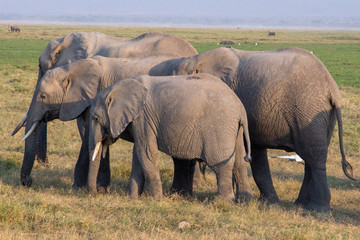 Naklejka na ściany i meble African Elephans Hers at Amboselli