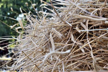 Trigo para pan amontonado antes de empezar el fabricado de pan