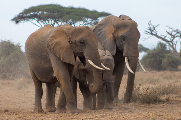 Fototapeta na wymiar The African Elepahonts at Amboselli National Park