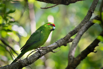 Red Crowned Parakeet, commonly known by its Maori name kakariki