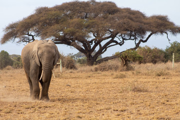 The Wild African Elephants and dt Amboselli
