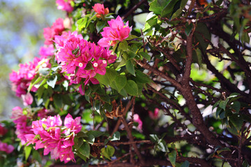 Blooming bush in botanical garden, Funchal, Madeira