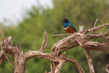 the beautiful  Rüppell’s Starling in Kenya