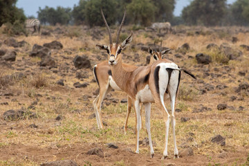 Two Thomsons Gazelle