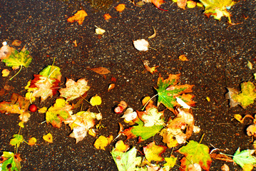  Collage of autumn leaves on the ground