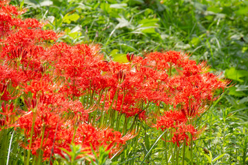 彼岸花のクローズアップ