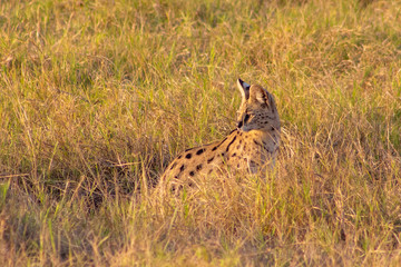 Fototapeta na wymiar The Serval Cat kenya Africa