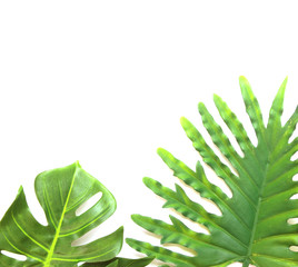 tropical philodendron and monstera palm leaves tree background © studio2013