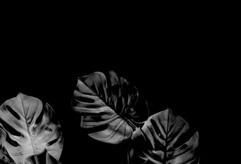 Papier Peint photo Noir et blanc tropical noir monstera feuilles de palmier arbre fond